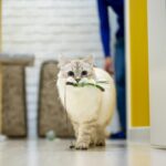 5 Fakta Menarik tentang Kecerdasan Kucing yang Jarang Diketahui