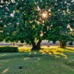 Mengapa Daun Tampak Tenang Saat Salat Idul Fitri? Ini Penjelasan Ilmiah