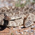 Studi: Ular Berkembang Jadi Kanibal Berulang dalam Satu Garis Keturunan