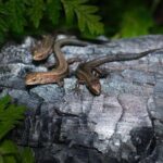 Apakah Kura-Kura Reptil atau Amfibi? Ini Jawabannya!