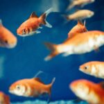 5 Cara Unik Hewan Laut Mendapatkan Oksigen, Mulai dari Insang hingga Kulit