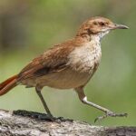 5 Fakta Menarik Burung Hornero, Tukang Bangunan Paling Terampil di Dunia Burung