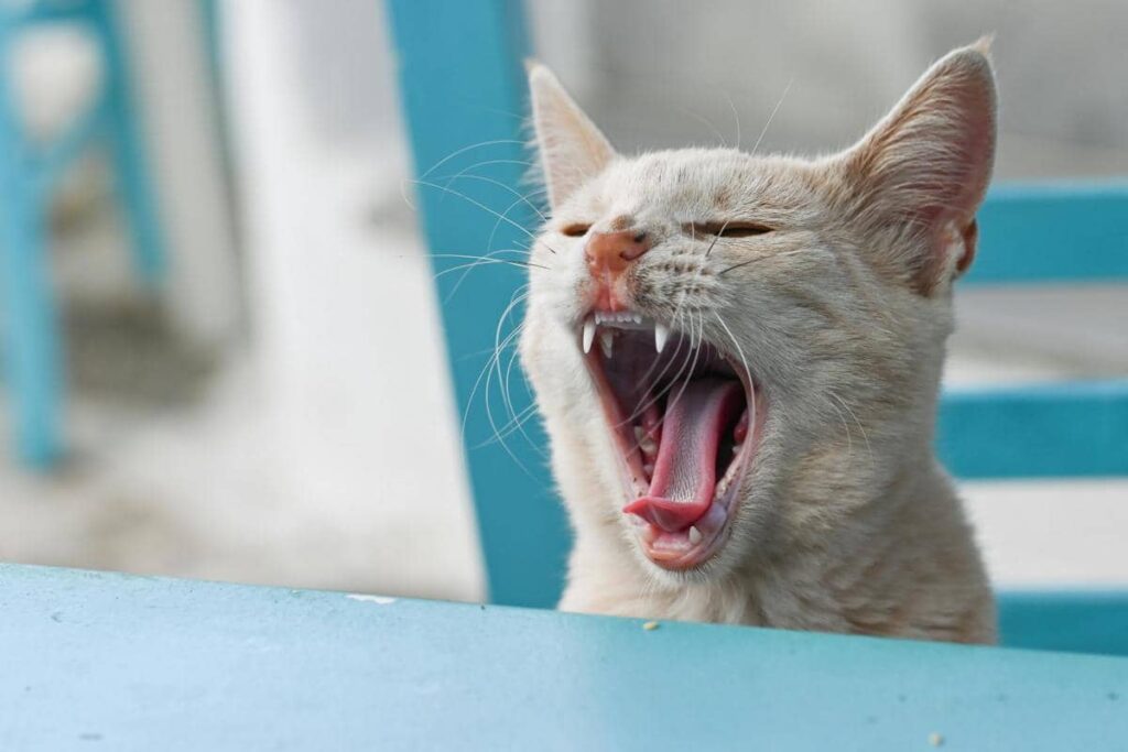 Pernah Dijilat Kucing? Ini Alasan Rasanya Seperti Sikat 1 AA1ZbE4O