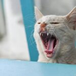 Pernah Dijilat Kucing? Ini Alasan Rasanya Seperti Sikat